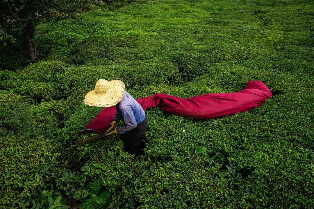 باغ چای